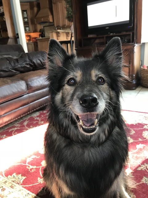 Koda