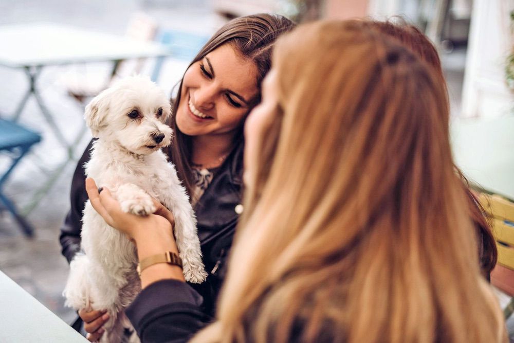 Puppy Saying Hello To People