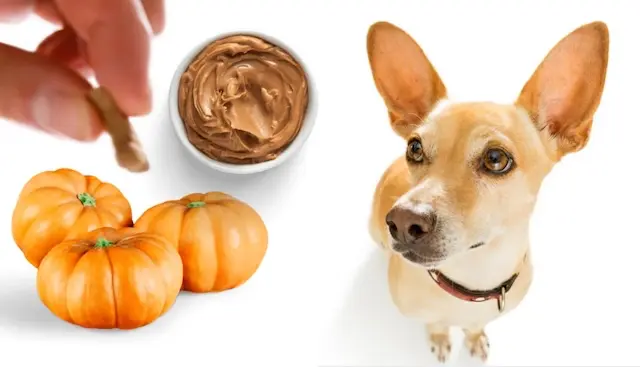 Fall Fun with 9 to 5 Pets