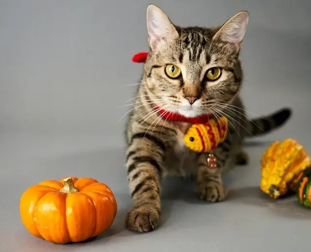Seasonal Safety Tips