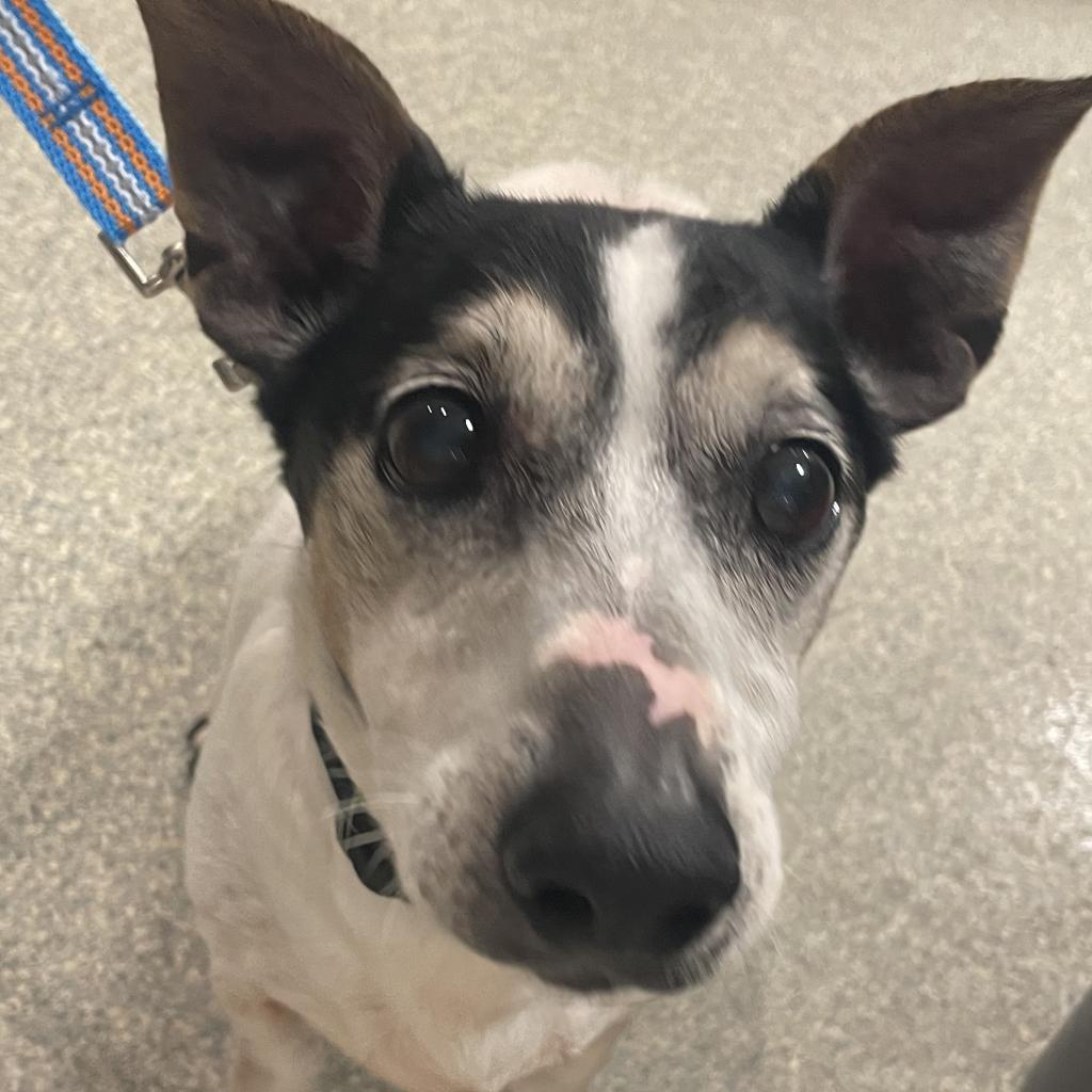 Close-up of a small white, black, and brown dog with a pink nose, looking directly at the viewer.