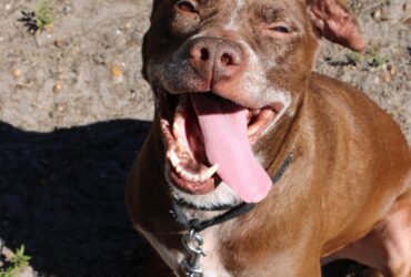 A happy brown dog sits outdoors in the sun with its mouth wide open and tongue hanging out, looking up at the camera with a joyful expression. The dog is wearing a black collar and leash.