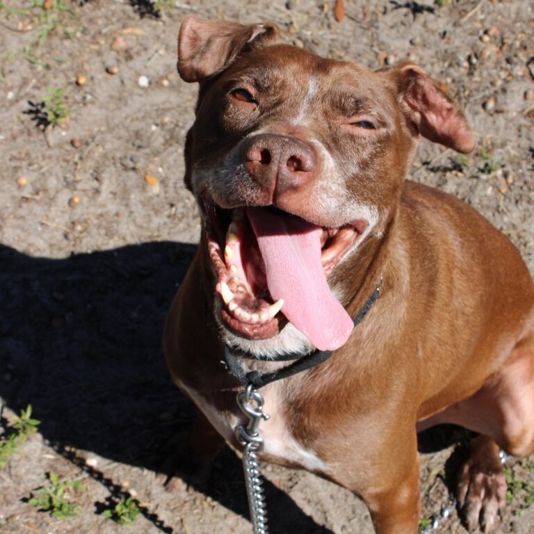 A happy brown dog sits outdoors in the sun with its mouth wide open and tongue hanging out, looking up at the camera with a joyful expression. The dog is wearing a black collar and leash.