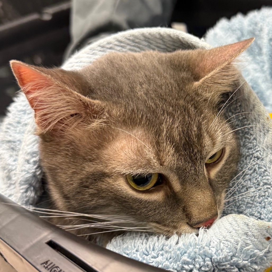A close-up shot shows a grey tabby cat with green eyes peeking out from a light blue towel. The cat's ears are perked up, and its expression appears slightly wary.