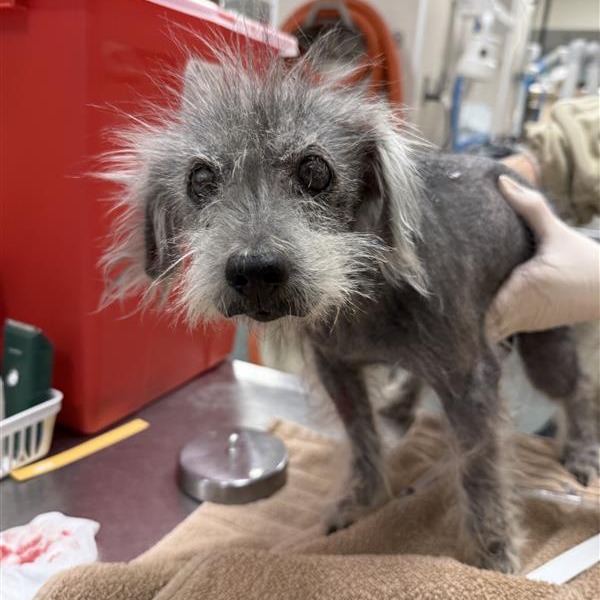 An elderly, scruffy gray dog with wiry fur stands on a veterinary exam table while a gloved hand gently supports its side. The dog looks toward the camera with wide, dark eyes.