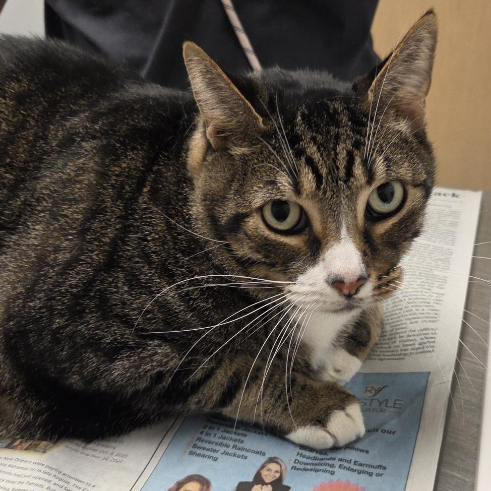 A brown and black tabby cat with white paws and a white nose lies on a newspaper, looking up with wide, expressive eyes.