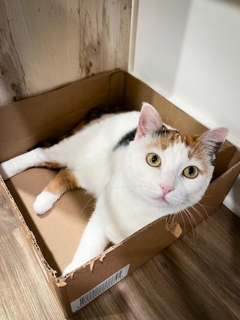 Cat in Box