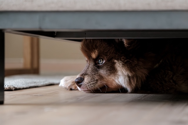 Dog Hiding Under Bed