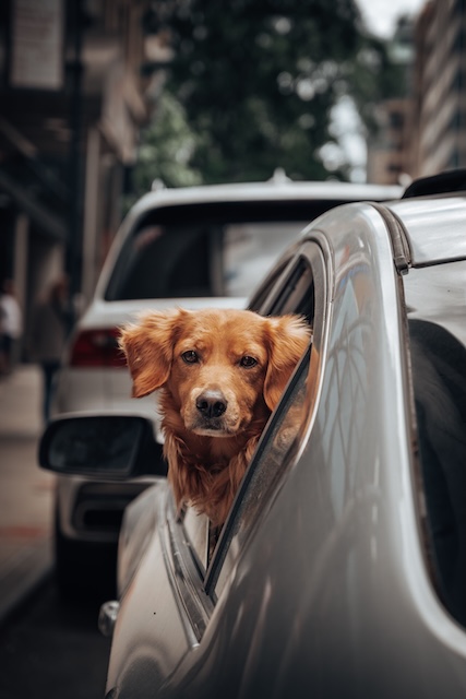 Dog in Car