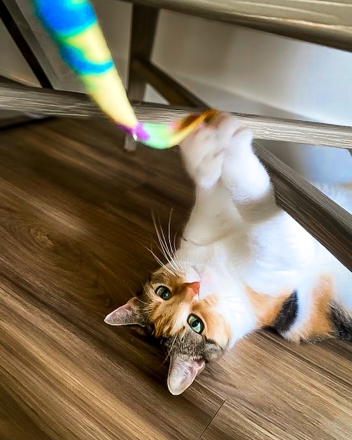 Cat playing