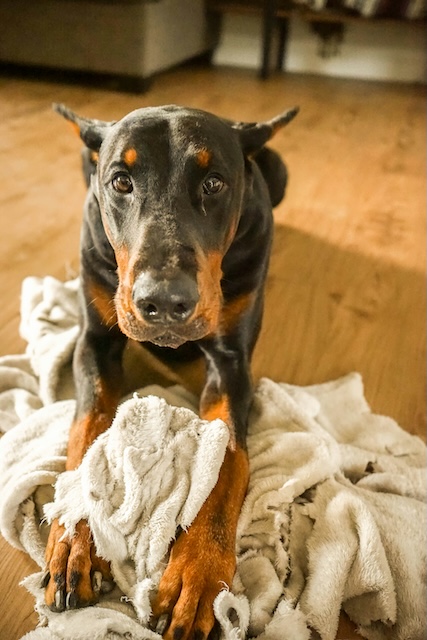 Dog chewing up blanket