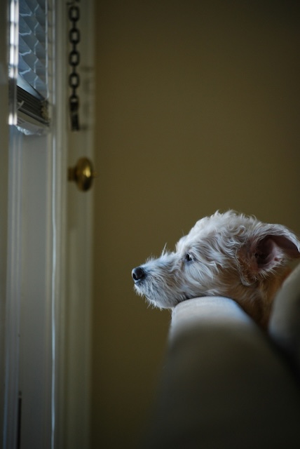Dog waiting on owner to come home