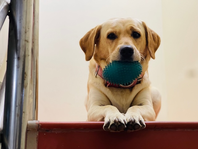 Dog with ball