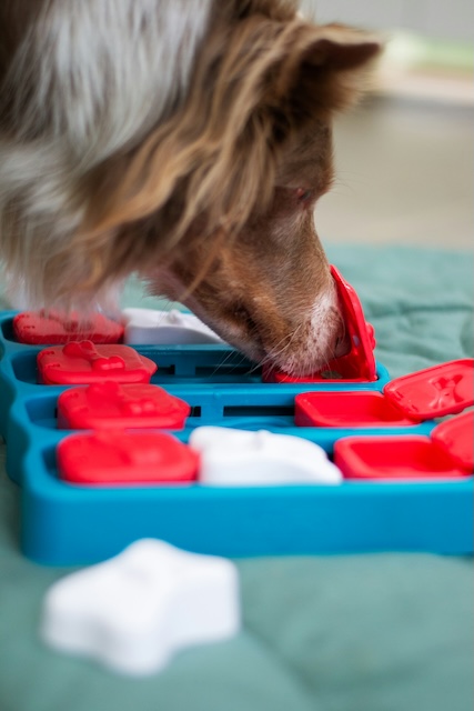 Dog with puzzle
