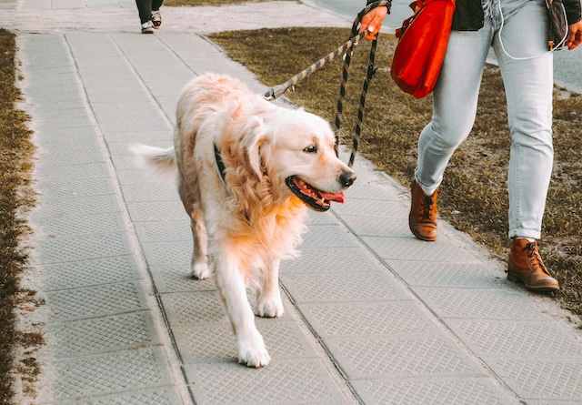 Walking Dog