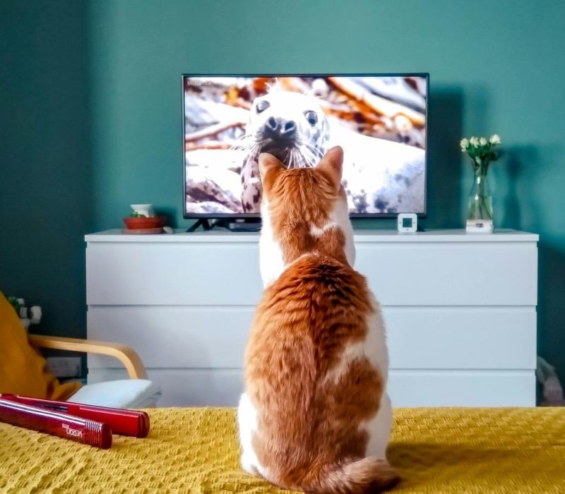 Cat Watching TV